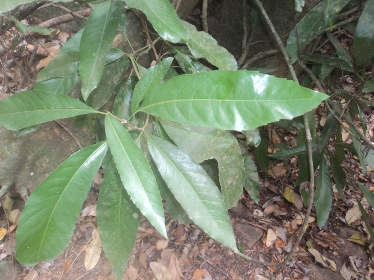 Agrostistachys indica Dalzell